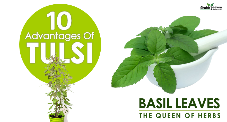 10 advantages of tulsi (basil) leaves as per ayurveda